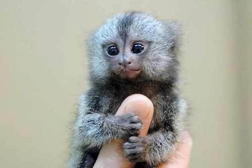 Super-resolution methods for brain magnetic resonance images